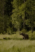 Bear Watching Experience