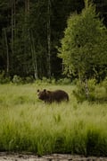 Bear Watching Experience