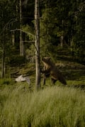 Bear Watching Experience