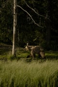 Bear Watching Experience