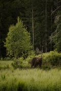 Bear Watching Experience