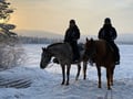 A small group horseback riding tour in the snow