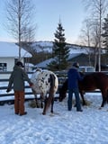 A small group horseback riding tour in the snow