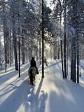 A small group horseback riding tour in the snow