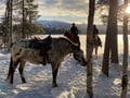 A small group horseback riding tour in the snow