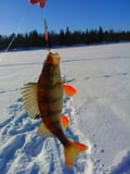 Private Snowmobile & Ice Fishing Adventure in Lapland Wilderness (100km)