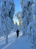 Skin based skiing in to old forest and to the lake