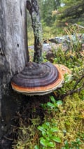 Arctic Berry & Mushrooms Picking Hike