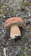 Arctic Berry & Mushrooms Picking Hike