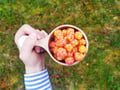 Arctic Berry & Mushrooms Picking Hike
