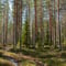 Forest Hike in Search of Finnish Mythological Creatures
