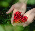 Arctic Berry & Mushrooms Picking Hike