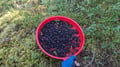 Arctic Berry & Mushrooms Picking Hike