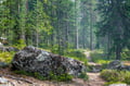 Arctic Berry & Mushrooms Picking Hike
