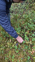 Arctic Berry & Mushrooms Picking Hike