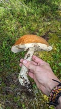 Arctic Berry & Mushrooms Picking Hike
