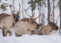 4 h electric snowmobile safari in Rovaniemi