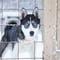 Private: Self-guided 10km Husky Ride and Cuddle with the Huskies
