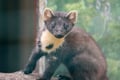 Day Trip to Ranua Wildlife Park in Summer & Autumn