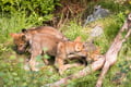 Day Trip to Ranua Wildlife Park in Summer & Autumn