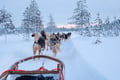2 Day Tour Husky Ride, Snowmobiles, Northern Lights and Ranua Zoo