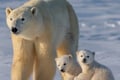 2 Day Tour Husky Ride, Snowmobiles, Northern Lights and Ranua Zoo