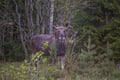 From Helsinki: Moose & Wildlife Safari with Campfire Dinner