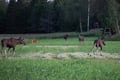 From Helsinki: Moose & Wildlife Safari with Campfire Dinner