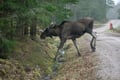 From Helsinki: Moose & Wildlife Safari with Campfire Dinner