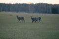 From Helsinki: Moose & Wildlife Safari with Campfire Dinner