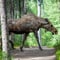 From Helsinki: Moose & Wildlife Safari with Campfire Dinner
