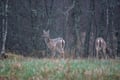 From Helsinki: Moose & Wildlife Safari with Campfire Dinner