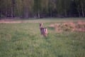 From Helsinki: Moose & Wildlife Safari with Campfire Dinner