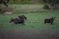 From Helsinki: Moose & Wildlife Safari with Campfire Dinner