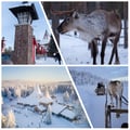 400m REINDEER SLEIGH RIDE ON A TRADITIONAL FARM + GUIDED VISIT TO SANTA CLAUS VILLAGE