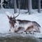 Insider Reindeer farm and ride - short safari