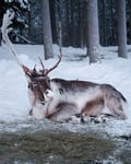 Insider Reindeer farm and ride - short safari