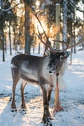 Insider Reindeer farm and ride - short safari