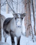 Insider Reindeer farm and ride - short safari