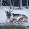 Insider Reindeer farm and ride - short safari