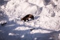 Ranua Zoo Trip from Rovaniemi with lunch