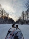 2 HOUR HUSKY SLEIGH SAFARI (20Km) SELF-DRIVING