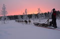 2 HOUR HUSKY SLEIGH SAFARI (20Km) SELF-DRIVING
