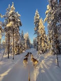 2 HOUR HUSKY SLEIGH SAFARI (20Km) SELF-DRIVING