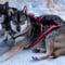 HUSKY FARM VISIT + 6Km SLEIGH SAFARI (30min)