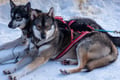 2 HOUR HUSKY SLEIGH SAFARI (20Km) SELF-DRIVING