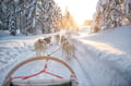 huskies husky lapland Finland Levi winter dogs