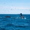 An Unforgettable Arctic Evening with Whales, Puffins & Endless Daylight