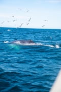 Whale swimming near the surface in Icelandic waters