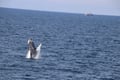 Whale breaching above the sea near Reykjavík Iceland